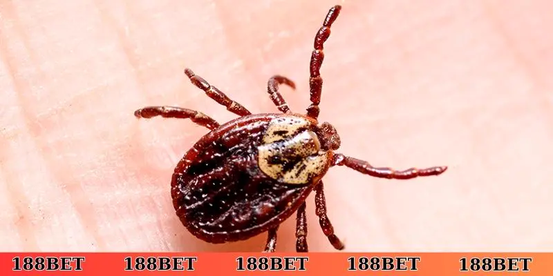 Giải mã và chọn số của chủ đề nằm mơ thấy ve chó là điềm gì