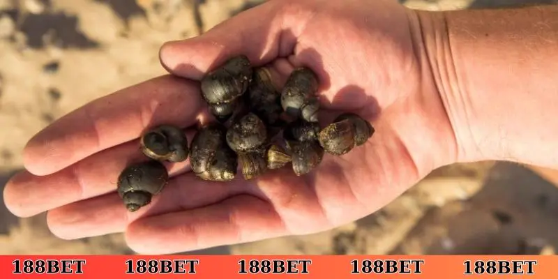 Góc nhìn tâm linh của việc nằm mơ thấy bắt ốc dưới nước