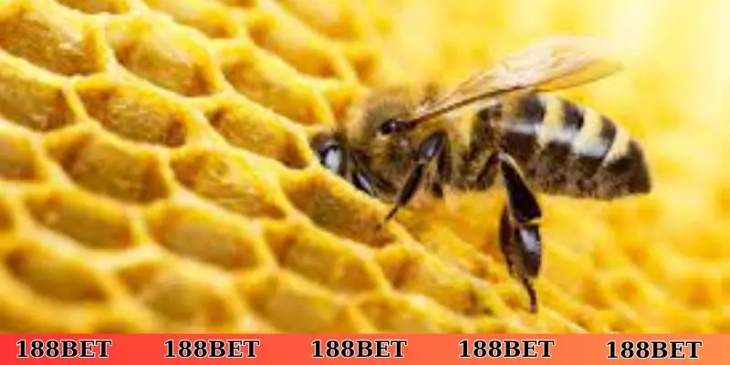 Luận bàn và chọn số khi nằm mơ thấy ong làm tổ trên người