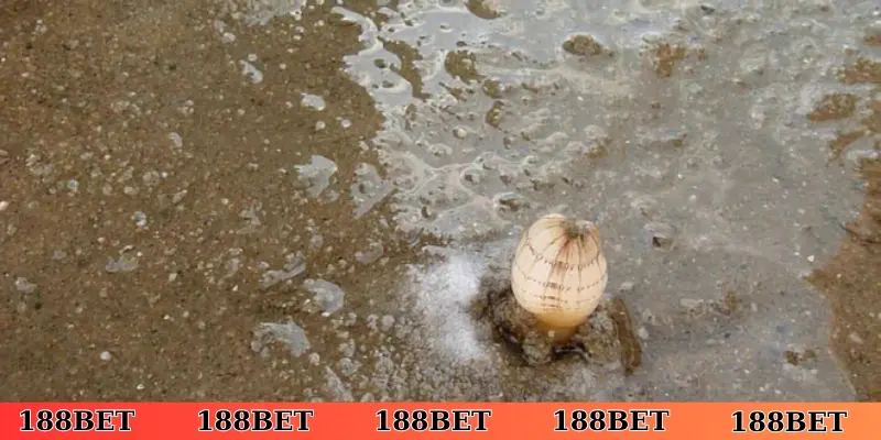 Nằm mơ thấy bắt ốc dưới nước luôn là một tín hiệu rõ ràng