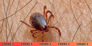 nằm mơ thấy ve chó là điềm gì