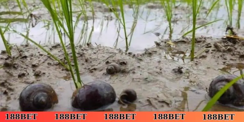 Phương pháp chọn số siêu chuẩn khi nằm mơ thấy bắt ốc dưới nước