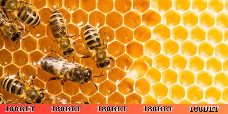 Tín hiệu đánh đề khi nằm mơ thấy ong làm tổ trên người